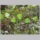 smilax melastomifolia.jpg
